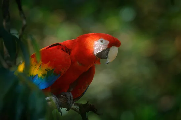 Piękna Czerwona Papuga Scarlet Macaw Siedzi Gałęzi Drzewa Siedlisku Przyrodniczego — Zdjęcie stockowe