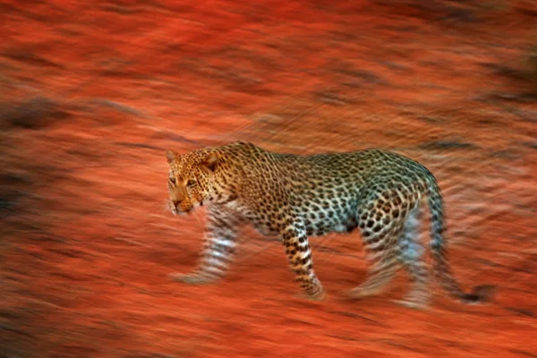 Künstlerisches Foto Eines Afrikanischen Leoparden Der Kgalagadi Wüste Botswana — Stockfoto