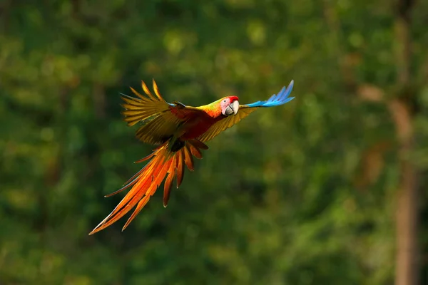 Vörös Hibrid Papagáj Erdőben Macaw Papagáj Repül Sötétzöld Növényzet Ritka — Stock Fotó