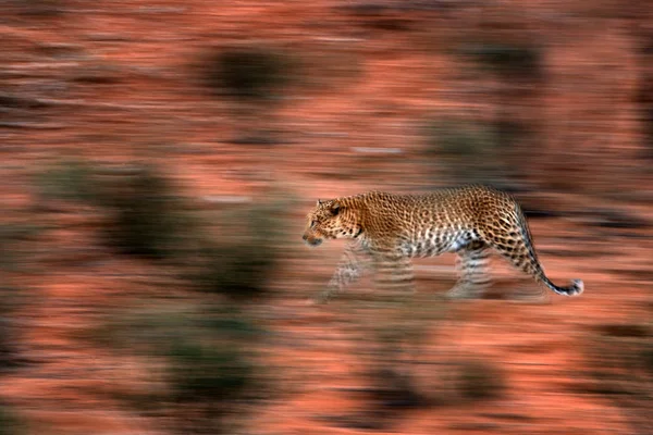 Художественное Фото Африканского Леопарда Пустыне Кгалагади Ботсване — стоковое фото