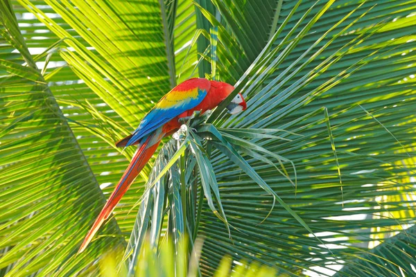 Piękna Czerwona Papuga Scarlet Macaw Siedzi Gałęzi Drzewa Siedlisku Przyrodniczego — Zdjęcie stockowe