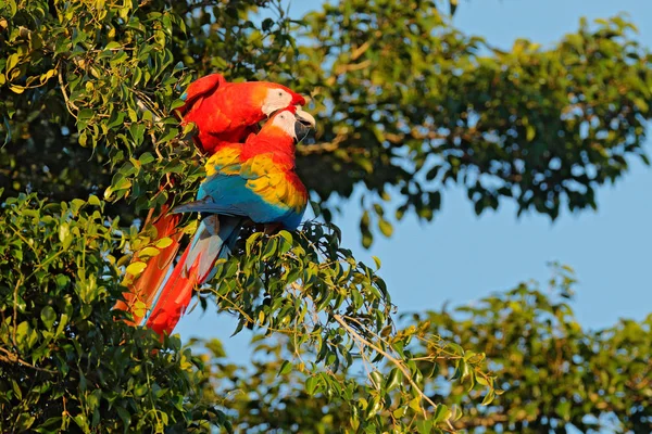 Para Czerwonej Papuga Scarlet Macaw Siedzi Gałęzi Drzewa Zielonej Roślinności — Zdjęcie stockowe