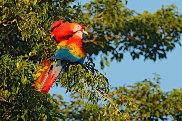 Par Loro Rojo Guacamayo Escarlata Sentado Rama Árbol Vegetación Verde — Foto de Stock