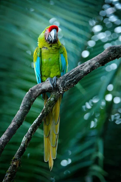 Ара Двусмысленная Зеленый Попугай Пра Зеленый Ара Дереве Дикая Редкая — стоковое фото