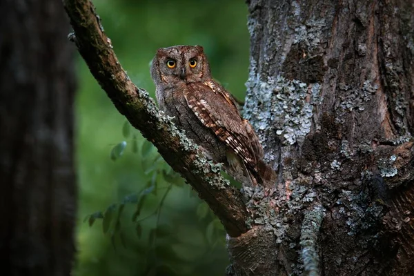 Vanliga Scops Owl Otus Scops Little Owl Naturen Habitat Sitter — Stockfoto