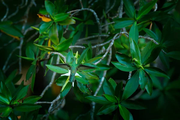 Mangrove Hummingbird Kustnära Träd Skog Vegetation Costa Rica Floddelta Tarcoles — Stockfoto