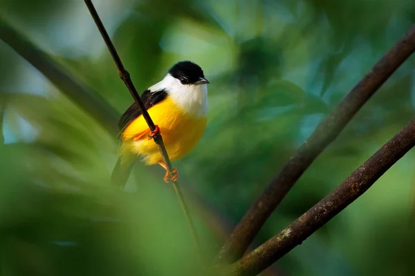 Wit Gekraagde Manakin Manacus Candei Zwart Wit Gele Tropic Bird — Stockfoto