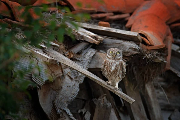 Little Coruja Athene Noctua Pássaro Telhas Antigas Vida Selvagem Urbana — Fotografia de Stock