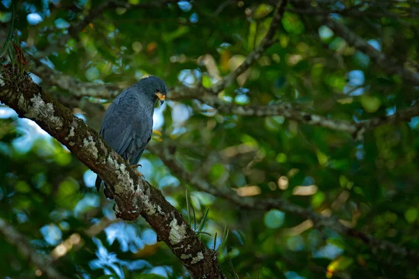 Great Black-Hawk, Buteogallus urubitinga, large bird found in Central and South America. Wildlife scene from tropical nature. Hawk in nature habitat.