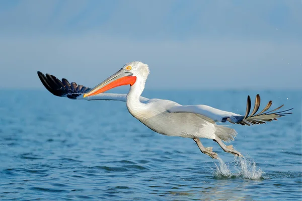 Далматинский Пеликан Открытыми Крыльями Приземляется Голубую Воду Озера Керкини Греция — стоковое фото