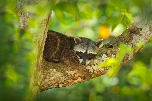 Raccoon Procyon Lotor Ukryty Zielonej Leśnej Roślinności Parku Narodowym Manuel — Zdjęcie stockowe