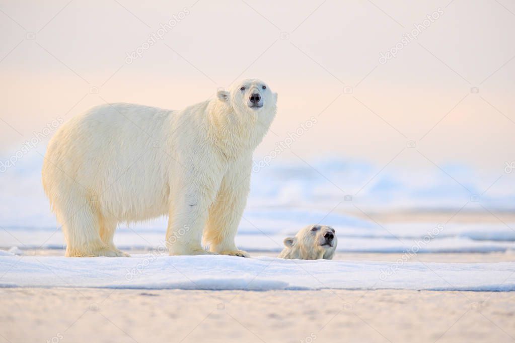Two bears playing on drifting ice with snow, Alaska, Arctic wildlife