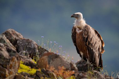 Griffon Akbaba, Çingene fulvus, doğa habitat, Madzarovo, Bulgaristan, Doğu Rodoplar oturan yırtıcı büyük kuş. Balkan'dan vahşi yaşam. Doğadan vahşi yaşam sahnesi. 