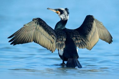 Büyük Karabatak göl mavi suda oturan, Almanya, Avrupa, doğadan Yaban hayatı sahne.