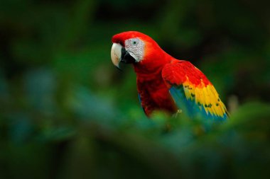 Güzel kırmızı papağan Scarlet Macaw doğa habitat, Amazon, Brezilya ağaç dalı üzerinde oturan. Tropikal ormandan vahşi yaşam sahnesi 
