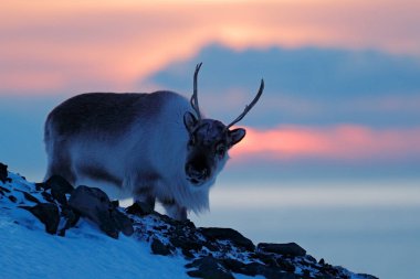 Ren geyiği ile kış manzarası. Wild Reindeer, rangifer tarandus, kar büyük boynuzları ile, Svalbard, Norveç. Kayalık dağın üzerinde Svalbard geyik. Doğada vahşi yaşam sahnesi.