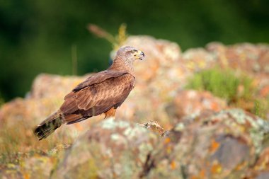 Siyah uçurtma, Milvus migrans, yırtıcı kahverengi kuş dağda kaya taşı üzerinde oturan, habitat hayvan. Doğadan vahşi yaşam sahnesi. Bulgaristan'dan yırtıcı kuş, doğada yaz günü, yaban hayatı.