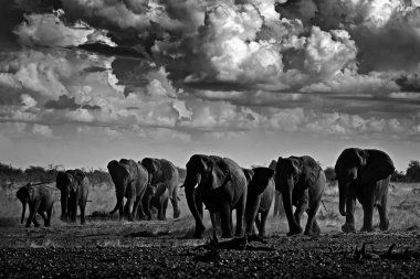 Siyah beyaz fotoğraf. Afrika safarisi. Kum çölündeki fil sürüsi. Doğadan vahşi yaşam sahnesi, habitattaki filler, Etocha Np, Namibya, Afrika. 