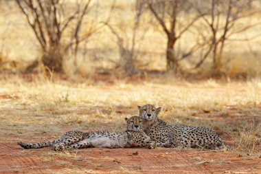 Çitalar, Acinonyx jubatus, vahşi kedilerin portresi. Karadaki en hızlı memeliler, Etosha Np, Namibya. Afrika doğasından vahşi yaşam sahnesi. Güzel kürk manto hayvanlar, Afrika