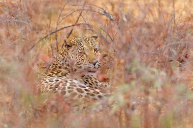 Doğa habitatında Panthera pardus shortidgei, Etosha Ulusal Parkı, Namibya 