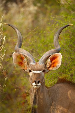 Büyük kudu, Tragelaphus strepsiceros, spiral boynuzları ile antilop. Yeşil çayır Habitat hayvan, Okavango Delta, Moremi, Botswana. Afrika 'da kudu. Yaban hayatı sahnesi Afrika doğa.