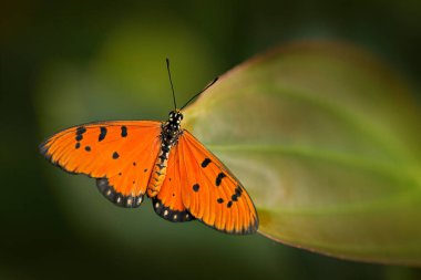 Tawny coster, Orange Acraea terpsicore kelebek doğa habitat yeşil yaprak üzerinde oturan