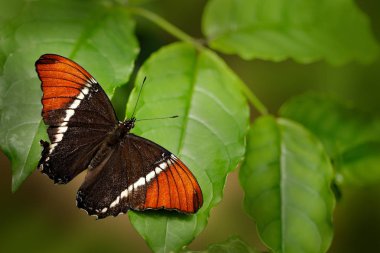 Kelebek Siproeta epaphus, Rusty uçlu Sayfa doğa habitat yeşil yaprakları, Brezilya, Güney Amerika 