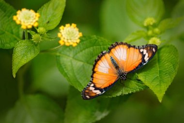 danaus chrysippus, düz kaplan afrika kraliçesi kelebek sarı çiçek çiçekleri, Hindistan, Asya yakınında yeşil izin üzerinde oturan.