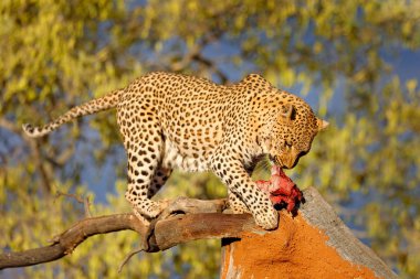 Leopar besleme yakalamak ve Etosha, Namibya, Afrika güzel akşam ışığında ağaç üzerinde yalan 
