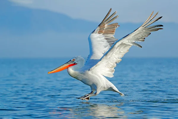 Pelicano Dálmata Com Asas Abertas Pousando Água Azul Lago Kerkini — Fotografia de Stock