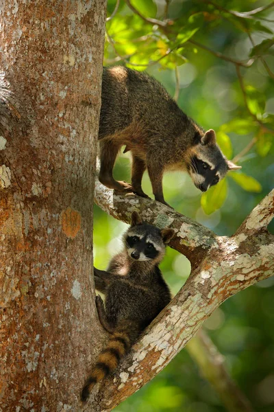Raccoons Procyon Lotor Gömd Den Gröna Skogs Vegetationen Nationalparken Manuel — Stockfoto