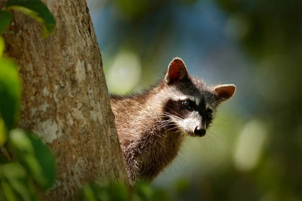 Raccoon Procyon Lotor Ukryty Zielonej Leśnej Roślinności Parku Narodowym Manuel — Zdjęcie stockowe