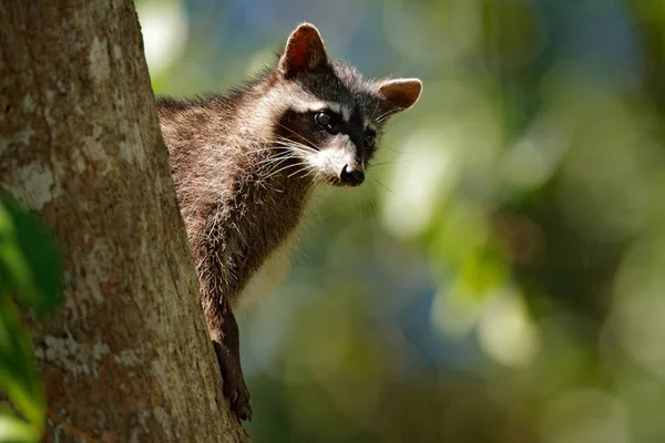 Raccoon Procyon Lotor Ukryty Zielonej Leśnej Roślinności Parku Narodowym Manuel — Zdjęcie stockowe