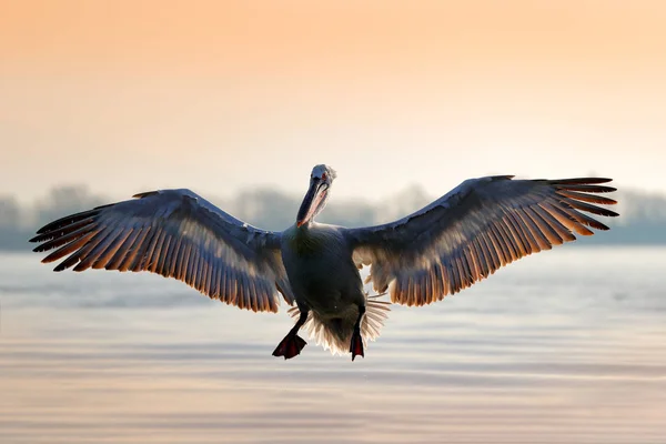 Pélican Dalmate Avec Ailes Ouvertes Atterrissant Eau Bleue Lac Kerkini — Photo