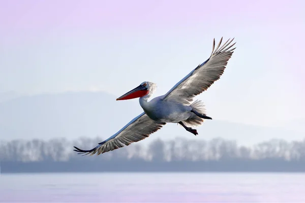 Δαλματίας Πελεκάνος Ανοιγμένα Φτερά Που Προσγειώνονται Γαλάζια Νερά Της Λίμνης — Φωτογραφία Αρχείου