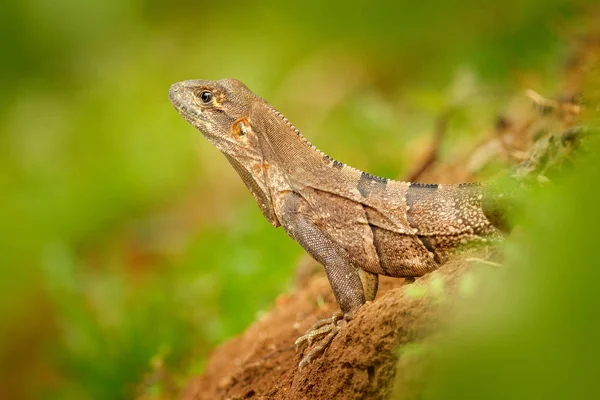 Részlet Portréja Gyík Trópusi Természet Gyík Fekete Leguán Ctenosaura Similis — Stock Fotó