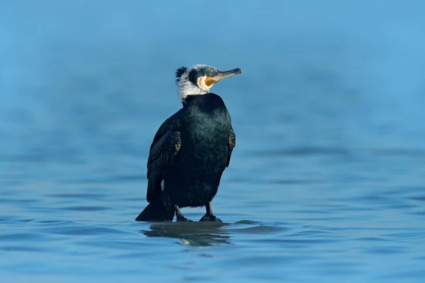 Nagy Cormorant Kék Víz Németország Európa Wildlife Jelenet Természettől — Stock Fotó