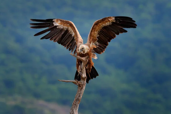 Griffon Akbaba Çingene Fulvus Doğa Habitat Madzarovo Bulgaristan Doğu Rodoplar — Stok fotoğraf