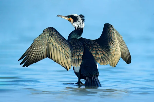Wielki Kormoran Siedzi Niebieskiej Wodzie Jeziora Niemcy Europa Wildlife Sceny — Zdjęcie stockowe