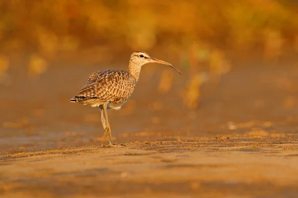 Pássaro Praia Luz Noite Pôr Sol Whimbrel Numenius Phaeopus Caminhando — Fotografia de Stock