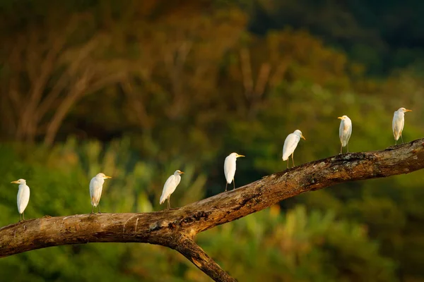 Bubulcus Ibises Bydło Egret Białe Ptaki Drzewie Stado Białych Czapek — Zdjęcie stockowe