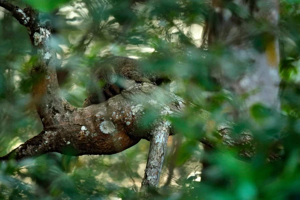 Raccoon hidden in green vegetation. Raccoon, Procyon lotor, hidden in the green forest vegetation in National Park Manuel Antonio, Costa Rica. Wildlife scene from tropic nature. Animals in the dark.