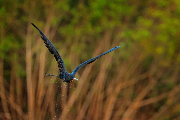 Prachtige Frigatebird Fregata Magnificens Vliegende Vogel Groene Vegetatie Tropische Zee — Stockfoto