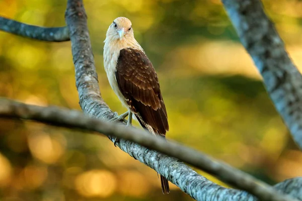 Caracara Cabeça Amarela Chimachima Milvago Pássaro Vegetação Verde Voo Caracara — Fotografia de Stock