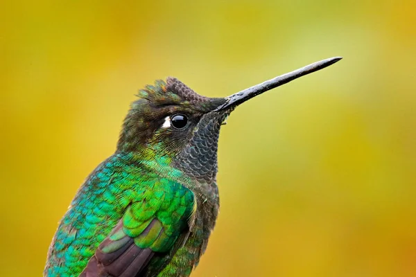 Colibrí Admirable Talamanca Eugenes Spectabilis Detalle Pico Retrato Hermoso Pájaro —  Fotos de Stock