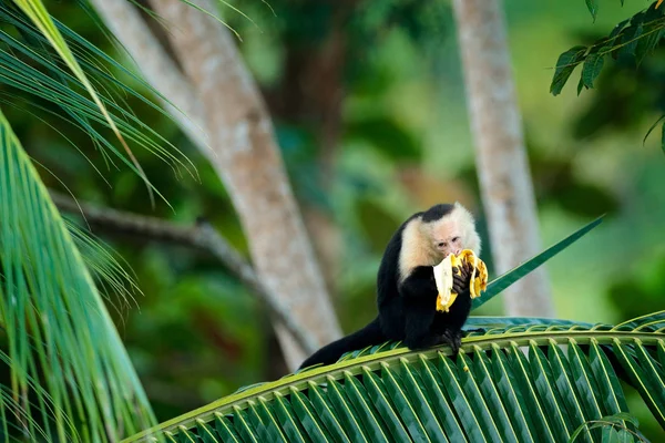 바나나와 원숭이 어두운 가지에 숨겨진 원숭이 머리카푸친 과일을 서식지의 코스타리카의 — 스톡 사진