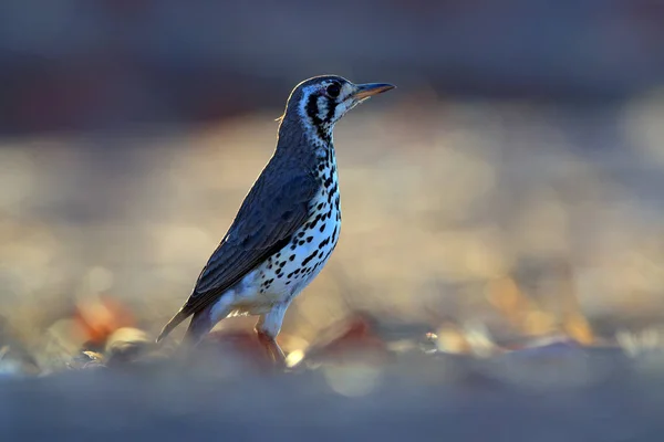 Groundscraper Thrush Pophocichla Litsitsirupa Black White Bird Sand Desert Namibia — стоковое фото