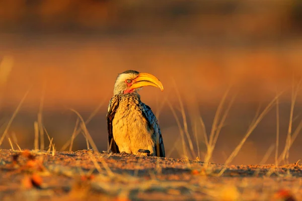 ホーンビルと夕日の光 サザンイエロー請求ホーンビル トッカス ロイコラスエトシャ ナミビア アフリカ 大きな黄色の紙幣を持つ鳥の詳細な肖像画 アフリカの自然の野生生物のシーン — ストック写真