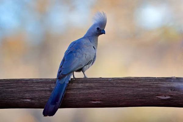 Grey Away Bird Corythaixoides Concolor Grey Lourie Detail Portrait Turaco — Stock Photo, Image