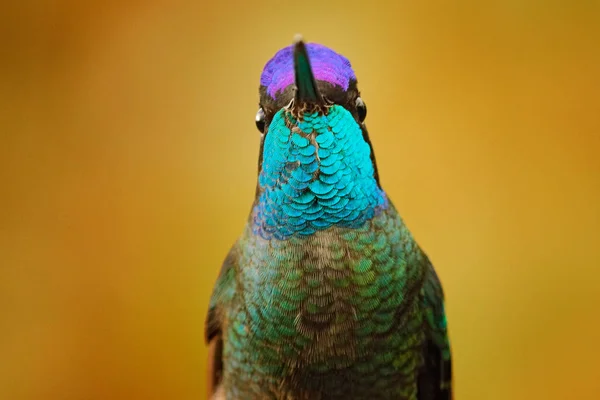 Shiny Glossy Talamanca Admirable Hummingbird Tapanti Costa Rica — Stock Photo, Image